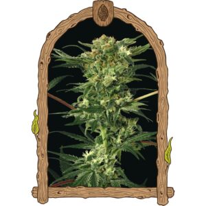 10 UND REG - DEVIL KUSH * EXOTIC SEED REGULARES 10 UND