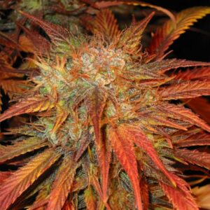 15 UND REG - DEVIL   * MR NICE NATURAL 15 UND REG