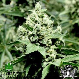 10 UND REG - DEVIL'S DAWG * DEVILS HARVEST 10 UND REG