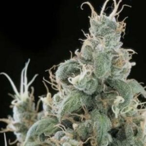 10 UND REG - DIAMOND HEAD  * SAGARMATHA REGULARES 10 UND