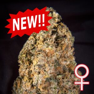 5 UND FEM - DIAMOND QUEEN KUSH AUTO * K.C.BRAINS 5 UND FEMINIZADAS