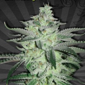 5 UND FEM - DIESEL BERRY * AUTO SEEDS 5 UND FEMINIZADAS