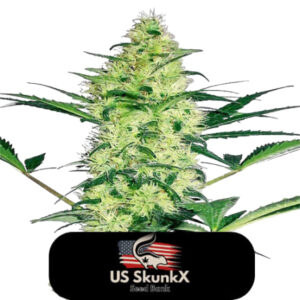 5 UND FEM - DIESEL CRITICAL * US SKUNKX SEEDS 5 UND FEMINIZADAS