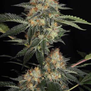 5 UND FEM - DINACHEM * DINAFEM 5 UND FEM