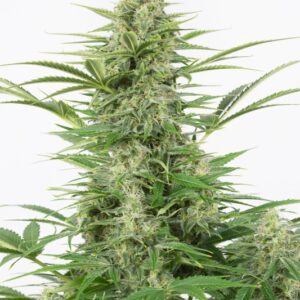 10 UND FEM - DINAMEX  AUTOFLOWERING * DINAFEM SEEDS 10 UND FEM
