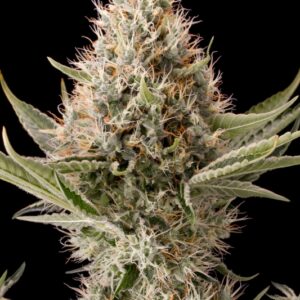 5 UND FEM - DINAMEX * DINAFEM SEEDS 5 UND