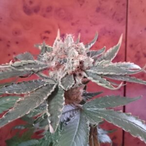 5 UND REG - DIVINE * CBD CREW SEEDS 5 UND REGULARES
