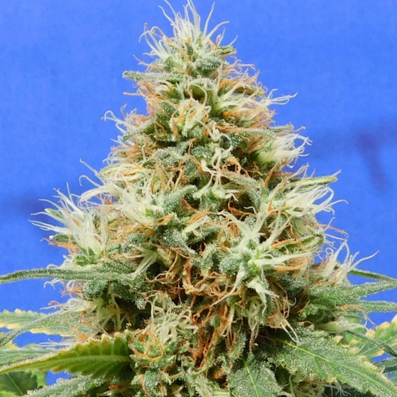 1 UND FEM - DO-SI-DOS OG * ORIGINAL SENSIBLE 1 UND FEMINIZADA