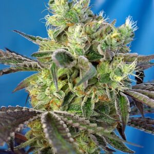 3 UND FEM - DO-SWEET-DOS ﾮ * SWEET SEEDS 3 UND FEMINIZADAS