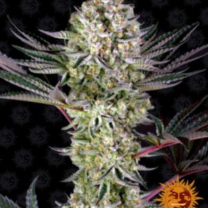 5 UND FEM - DOS SI DOS 33 * BARNEY'S FARM 5 UND FEMINIZADAS