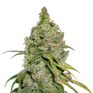 5 UND FEM - DO SI DOS * SEEDSTOCKERS 5 UND FEMINIZADAS