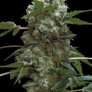 3 UND FEM - DOBLE AK-47 * PROFESSIONAL SEEDS 3 UND FEMINIZADAS