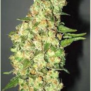 10 UND FEM - DOBLE JACK * PROFESSIONAL SEEDS 10 UND FEMINIZADAS