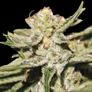 1 UND FEM - DOBLE W * EXCLUSIVE SEEDS 1 UND FEM