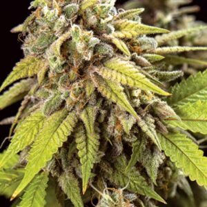 10 UND FEM - DOCTOR JAMAICA AUTO * VISION SEEDS 10 UND FEM