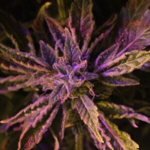 3 UND FEM - DOCTOR'S CHOICE #1 AUTO * DOCTOR'S CHOICE 3 UND FEMINIZADAS