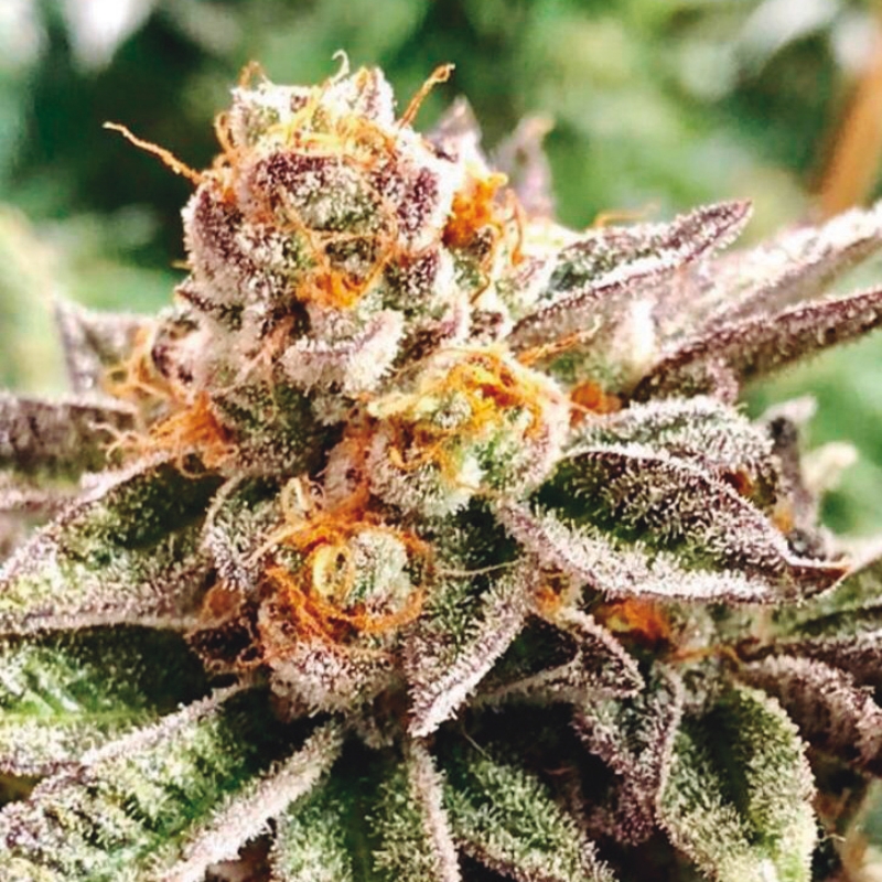 5 UND FEM - DOSIDOSS * THE KUSH BROTHERS SEEDS 5 UND FEMINIZADA