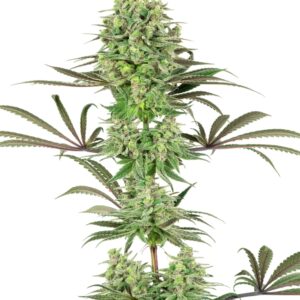 10 UND FEM  - DOUBLE BANANA KUSH * SENSI WHITE LABEL 10 UND FEMINIZADAS