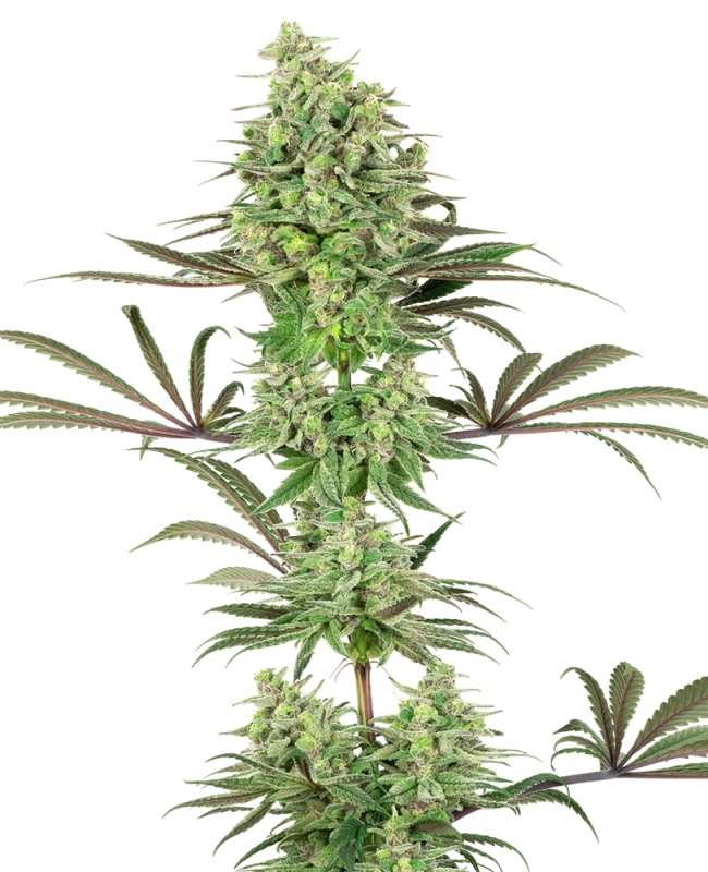 5 UND FEM  - DOUBLE BANANA KUSH * SENSI WHITE LABEL 5 UND FEMINIZADAS