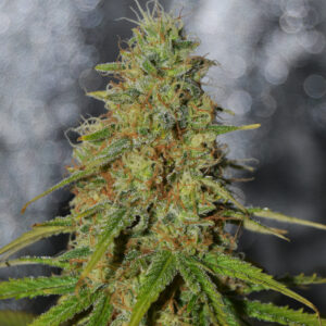 5 UND FEM - DOUBLE BLACK * G13 LABS SEEDS 5 FEMINIZADAS