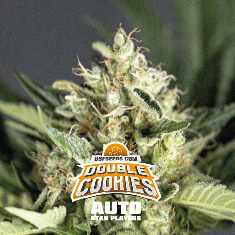 4 UND FEM - DOUBLE COOKIES AUTO * BSF SEEDS 4 UND FEMINIZADAS