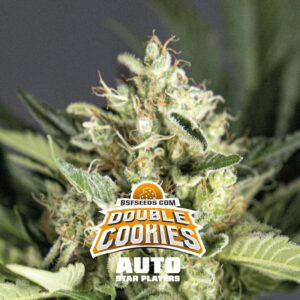 12 UND FEM - DOUBLE COOKIES AUTO * BSF SEEDS 12 UND FEMINIZADAS