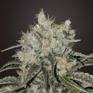 2 UND FEM - DOUBLE COOKIES * BSF SEEDS 2 UND FEMINIZADAS