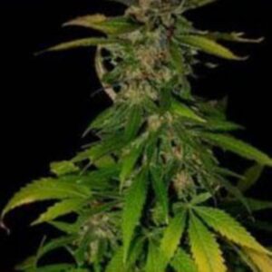 5 UND REG - DOUBLE D * K.C.BRAINS 5 UND REGULARES