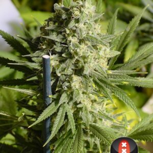 6 UND FEM - DOUBLE DUTCH * SERIOUS SEEDS 6 UND FEMINIZADAS