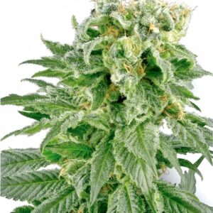 10 UND REG - DOUBLE GUM * SENSI WHITE LABEL 10 UND REGULARES