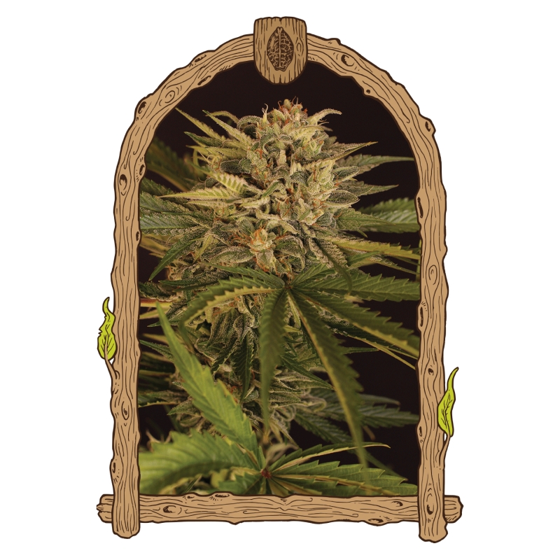 10 UND FEM - DR. GREENMAN PURE CBD * EXOTIC SEED FEMINIZADA 10 UND