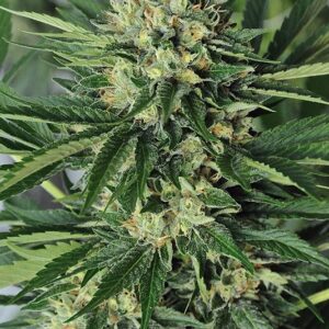 10 UND FEM - DR. GREENTHUMB'S EM-DOG BY B-REAL * HUMBOLDT SEEDS FEMINIZADA10 SEEDS