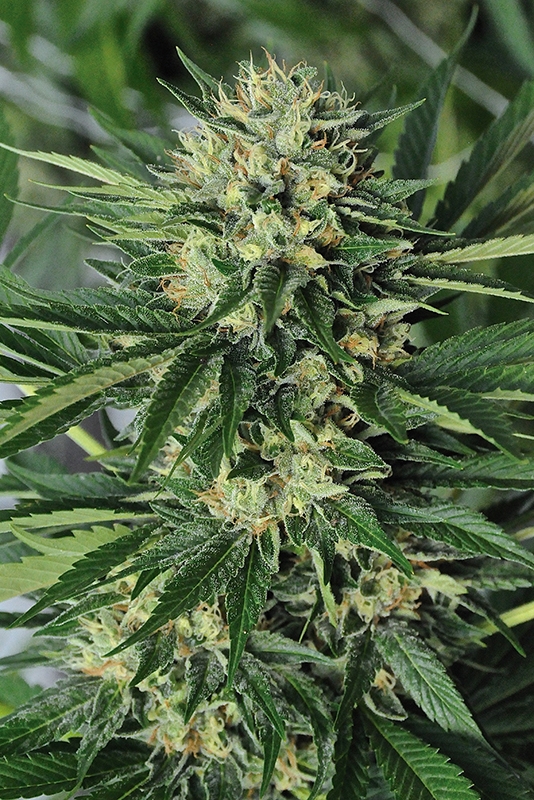 5 UND FEM - DR. GREENTHUMB'S EM-DOG BY B-REAL * HUMBOLDT SEEDS 5 UND FEMINIZADAS
