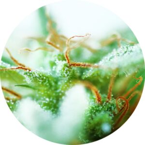 5 UND REG - DR. TAO SATIVA * TOP TAO SEEDS 5 UND REGULARES