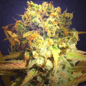 3 UND FEM - DR. BRUCE BANNER * ORIGINAL SENSIBLE 3 UND FEMINIZADAS