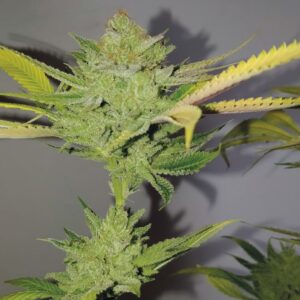 3 UND FEM - DR. LEMON OG * EXCLUSIVE SEEDS 3 UND FEM