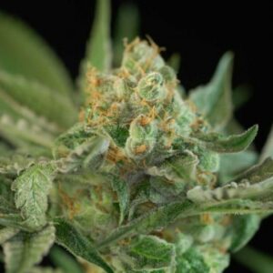 10 UND REG - DR WHO * SUBCOOL HOMEGROWN NATURAL WONDERS 10 UND REGULARES