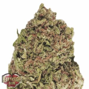 3 UND FEM - DREAM MACHINE * HEAVYWEIGHT SEEDS 3 UND FEMINIZADAS