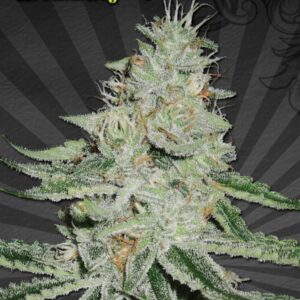 5 UND FEM - DREAMBERRY * AUTO SEEDS 5 UND FEMINIZADAS