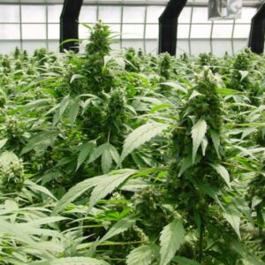 15 UND REG - DREAMTIME * MR NICE NATURAL 15 UND REG