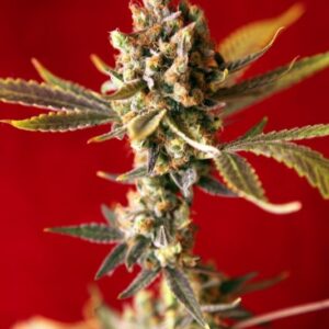 15 UND REG - DUB * REGGAE SEEDS 15 UND REGULARES