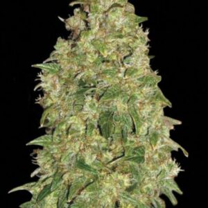 10 UND FEM - DUBAI POISON * BULK SEED 10 UND FEM