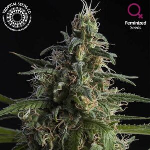 10 UND FEM - DURAND'S HERALD KUSH * TROPICAL SEEDS 10 UND FEMINIZADAS