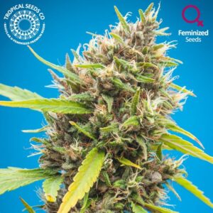 5 UND FEM - DURBAKISTAN * TROPICAL SEEDS 5 UND FEMINIZADAS