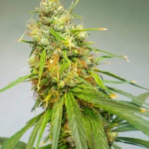 5 UND REG - DURBAN * CANNABIOGEN 5 UND REG