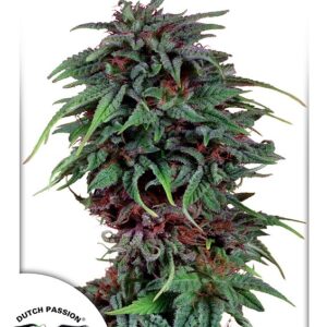 3 UND FEM - DURBAN POISON ﾮ * DUTCH PASSION 3 UND FEMINIZADAS