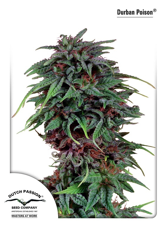 3 UND FEM - DURBAN POISON ﾮ * DUTCH PASSION 3 UND FEMINIZADAS