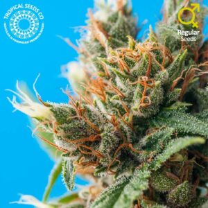 5 UND REG - DURBAN PUNCH * TROPICAL SEEDS 5 UND REGULAR