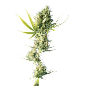 3 UND FEM - DURBAN ﾮ * SENSI SEEDS FEMINIZADA 3 UND