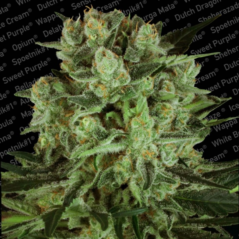10 UND FEM - DURGA MATA II CBD * PARADISE SEEDS FEMINIZADA 10 UND